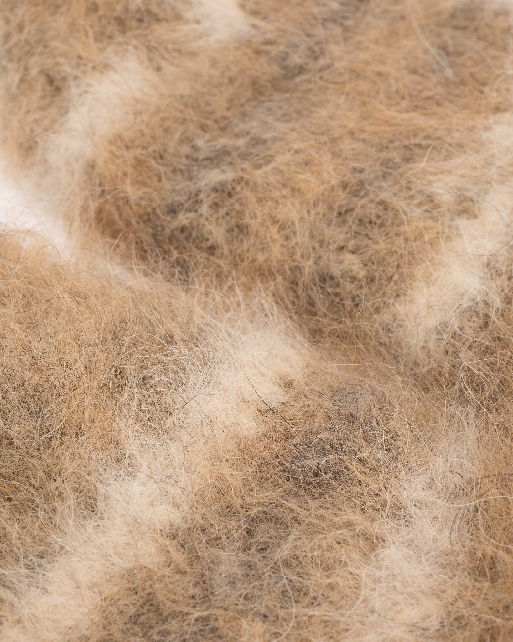 100% sibirischer Husky-Hundewolle zur Verbesserung der Durchblutung – GELBLICH, WoolLando