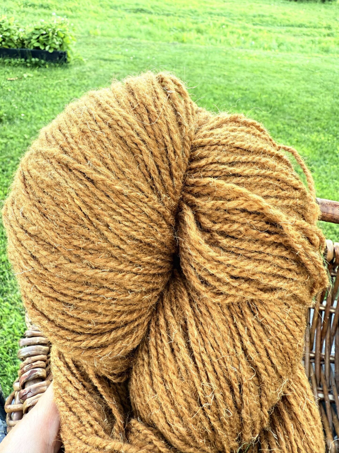 Schafwollgarn 1 kg – MUSTARD BROWN, WoolLando