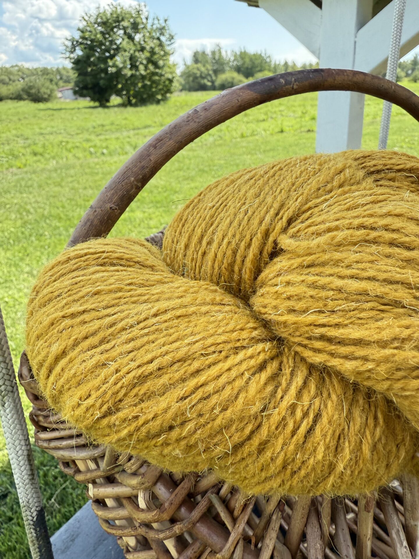Schafwollgarn 1 kg – MUSTARD YELLOW, WoolLando